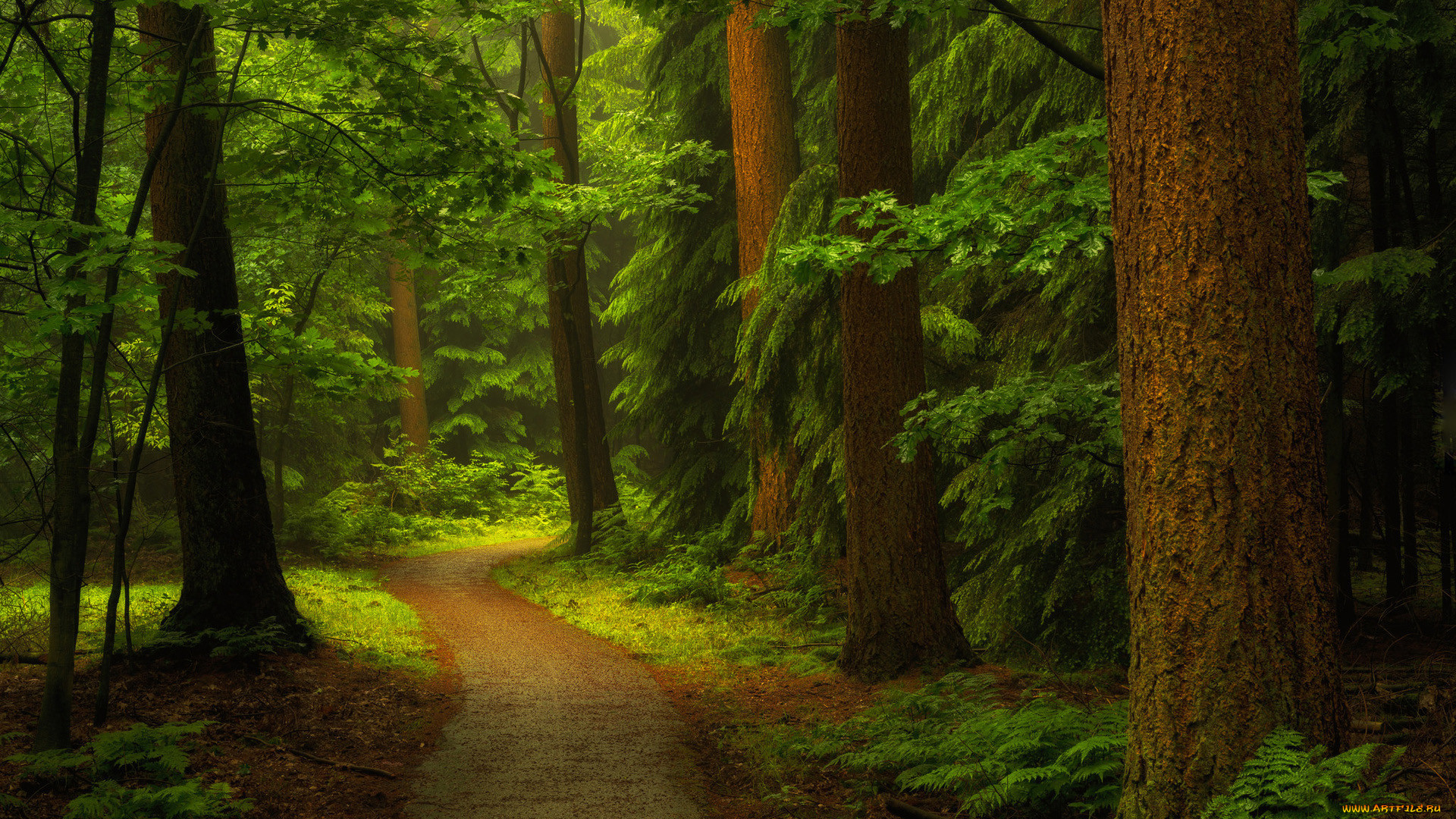 Включи природа леса. Лесная дорожка тропинка. Тропинка в лесу. Красивый лес. Красивый лес с тропинкой.